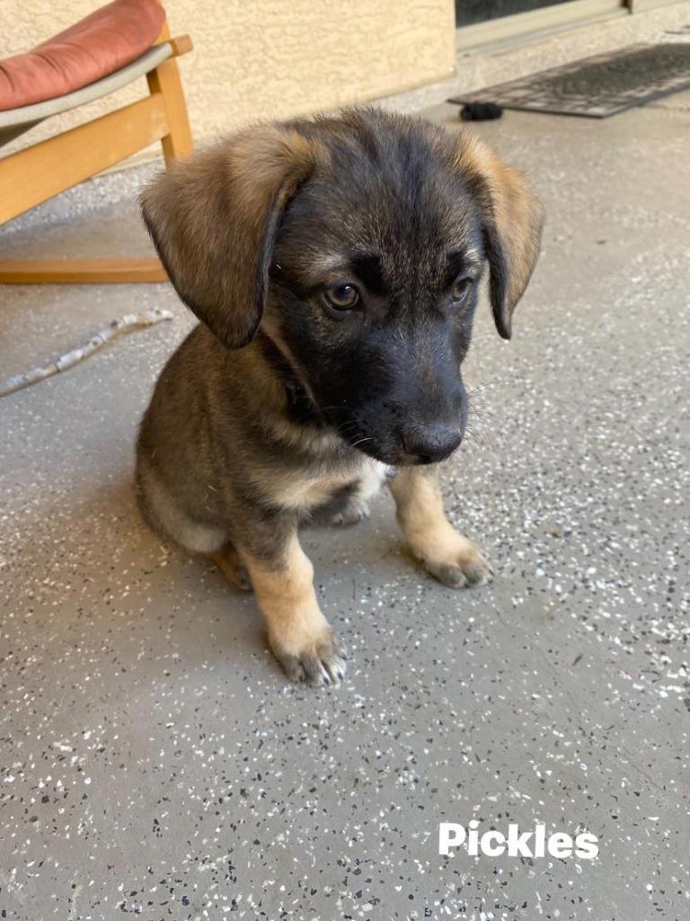 Pickles, Adoptable, Puppy Male Shepherd & Collie.