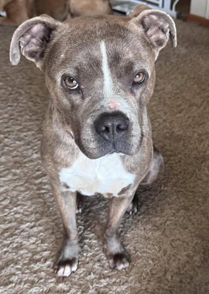 Enlarge Ivory/Ivy, a ADOPTABLE mixed breed in Okemah, OK image 1/5