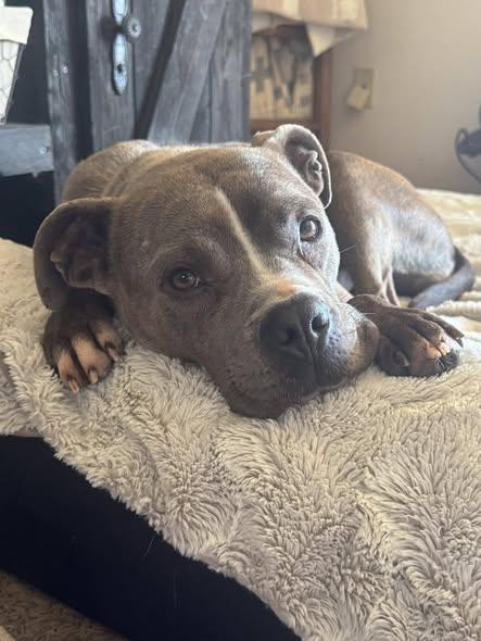 Enlarge Ivory/Ivy, a ADOPTABLE mixed breed in Okemah, OK image 2/5