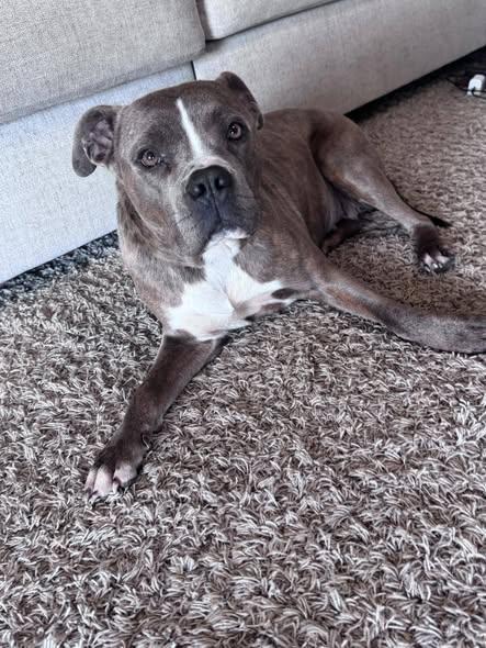 Enlarge Ivory/Ivy, a ADOPTABLE mixed breed in Okemah, OK image 3/5