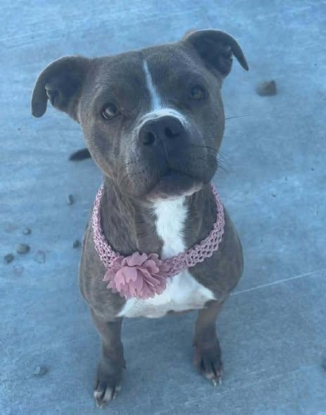 Enlarge Ivory/Ivy, a ADOPTABLE mixed breed in Okemah, OK image 4/5