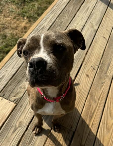 Enlarge Ivory/Ivy, a ADOPTABLE mixed breed in Okemah, OK image 5/5