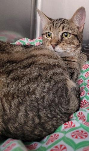 Tony Ben - Petsmart Plantation, Adopted, Young Male Domestic Short Hair.