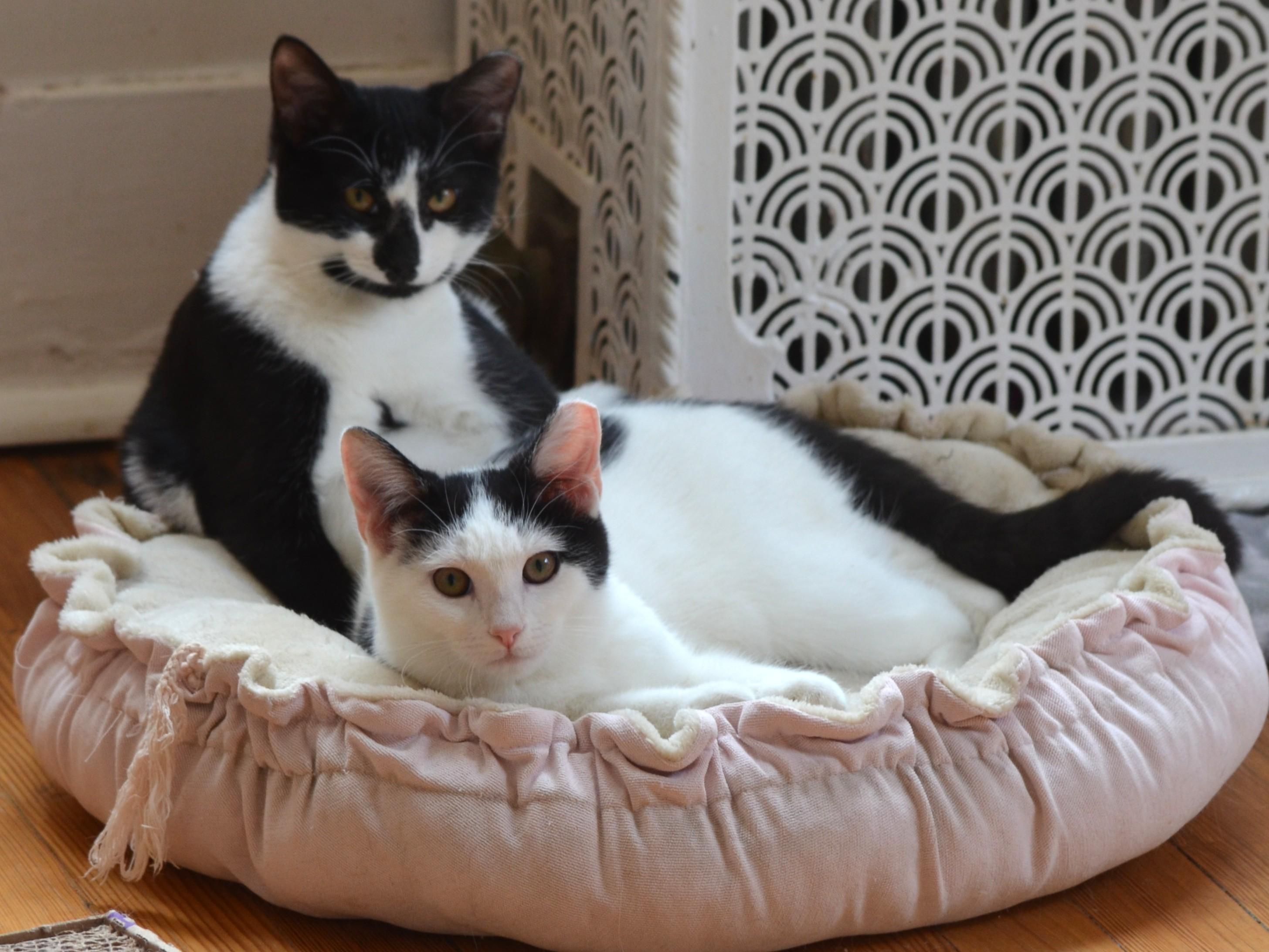 Angel, a Adoptable Domestic Short Hair in South Orange, NJ image 1/6