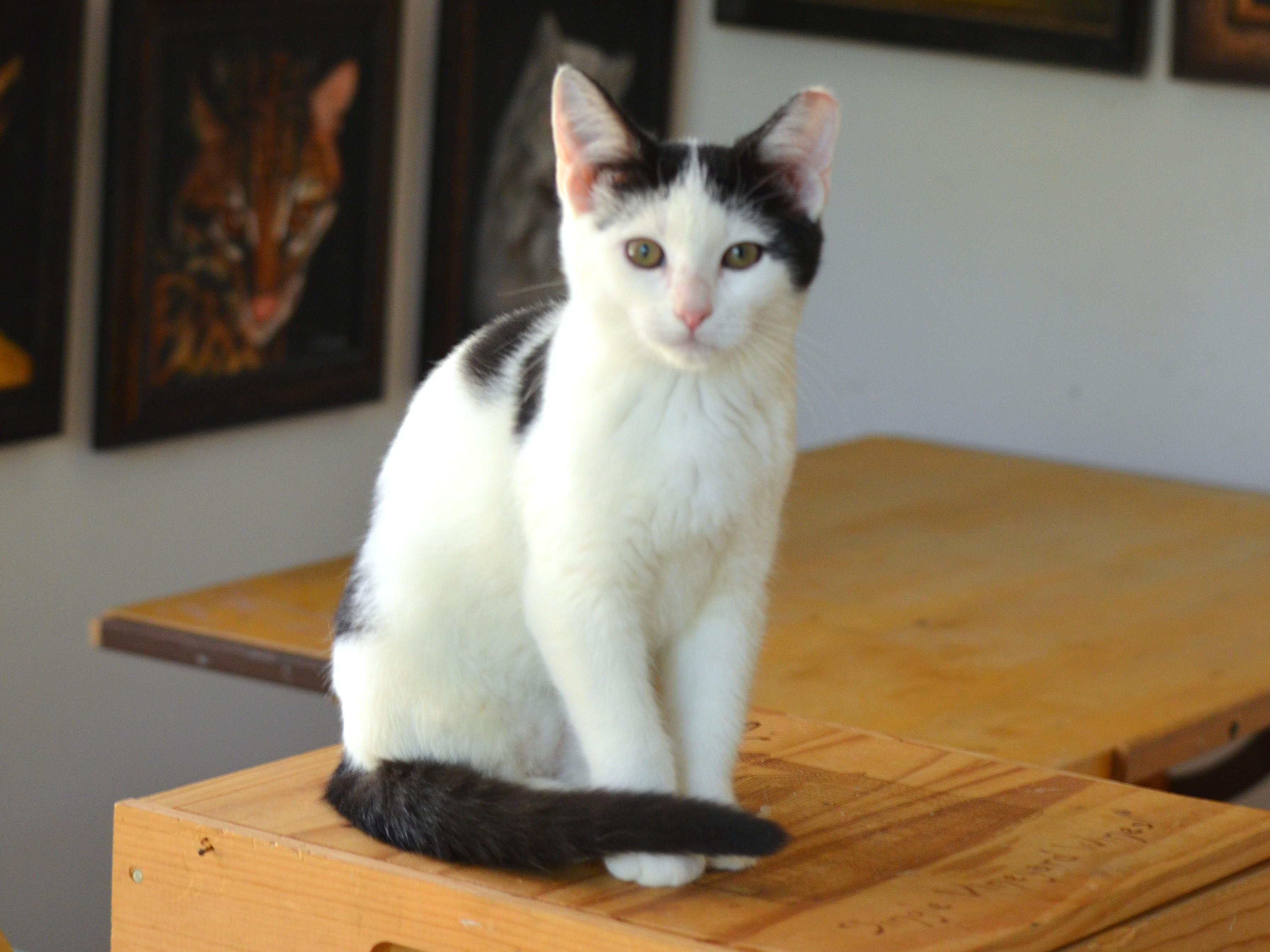 Angel, a Adoptable Domestic Short Hair in South Orange, NJ image 3/6