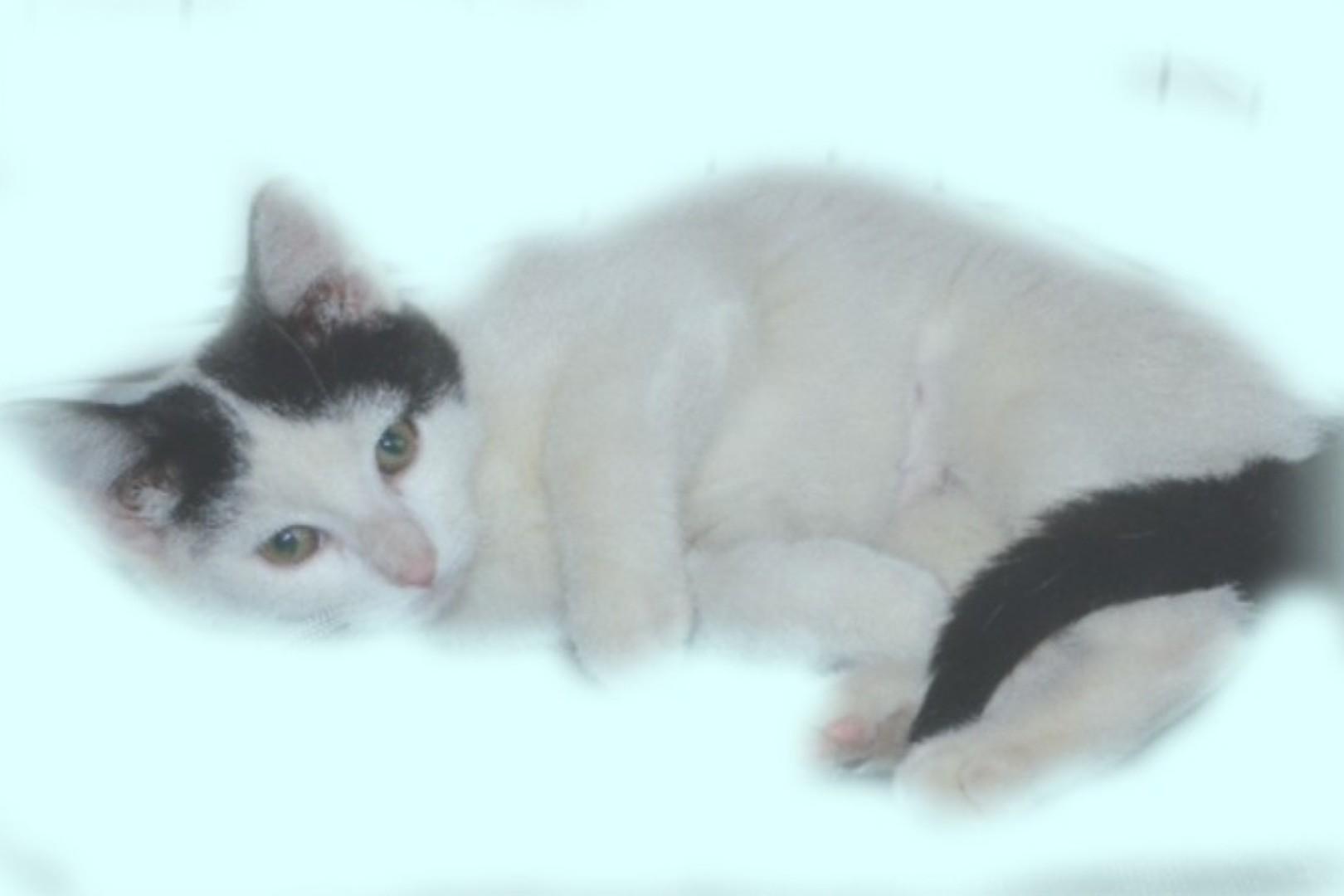 Angel, a Adoptable Domestic Short Hair in South Orange, NJ image 2/6