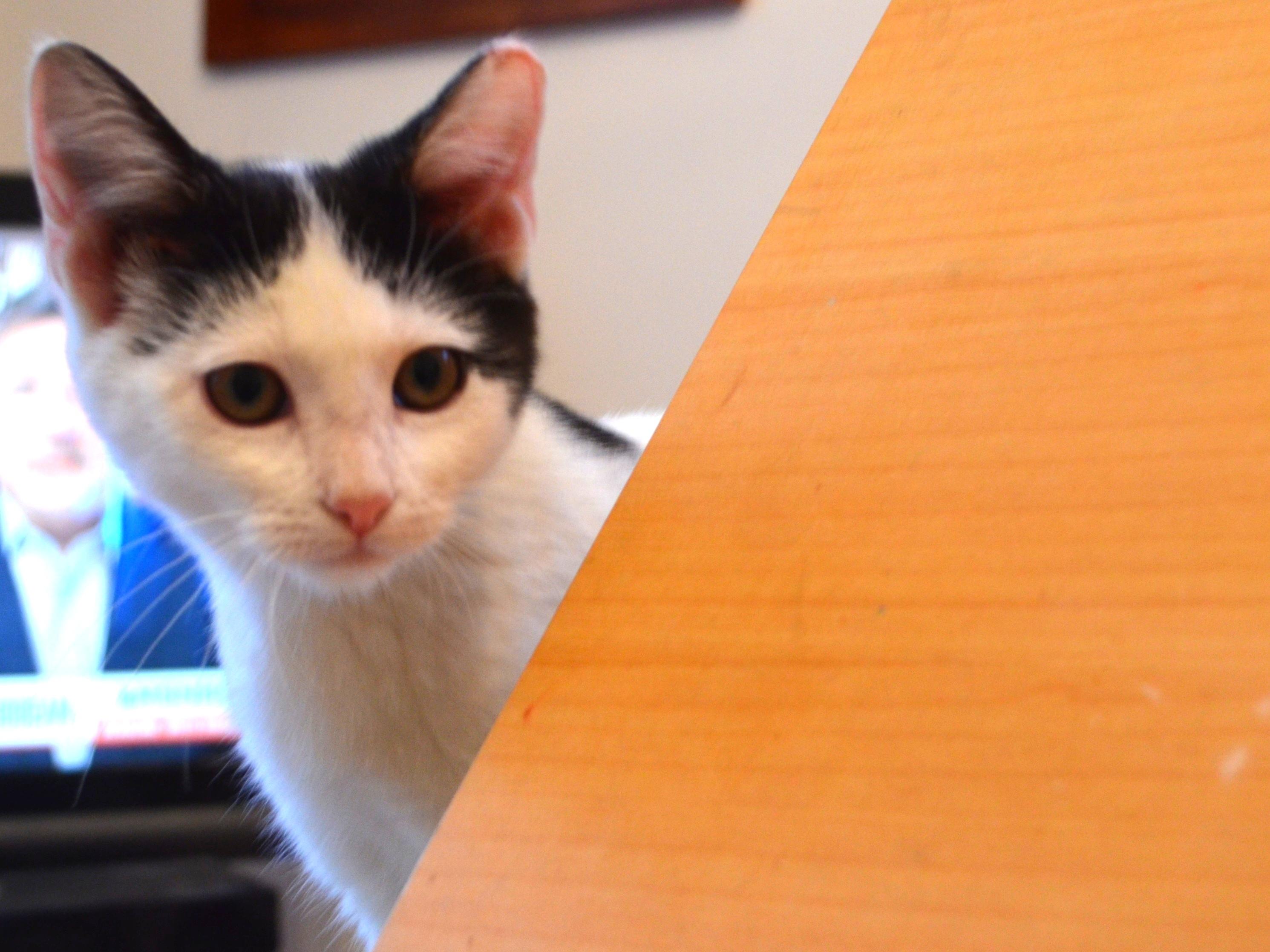 Angel, a Adoptable Domestic Short Hair in South Orange, NJ image 4/6