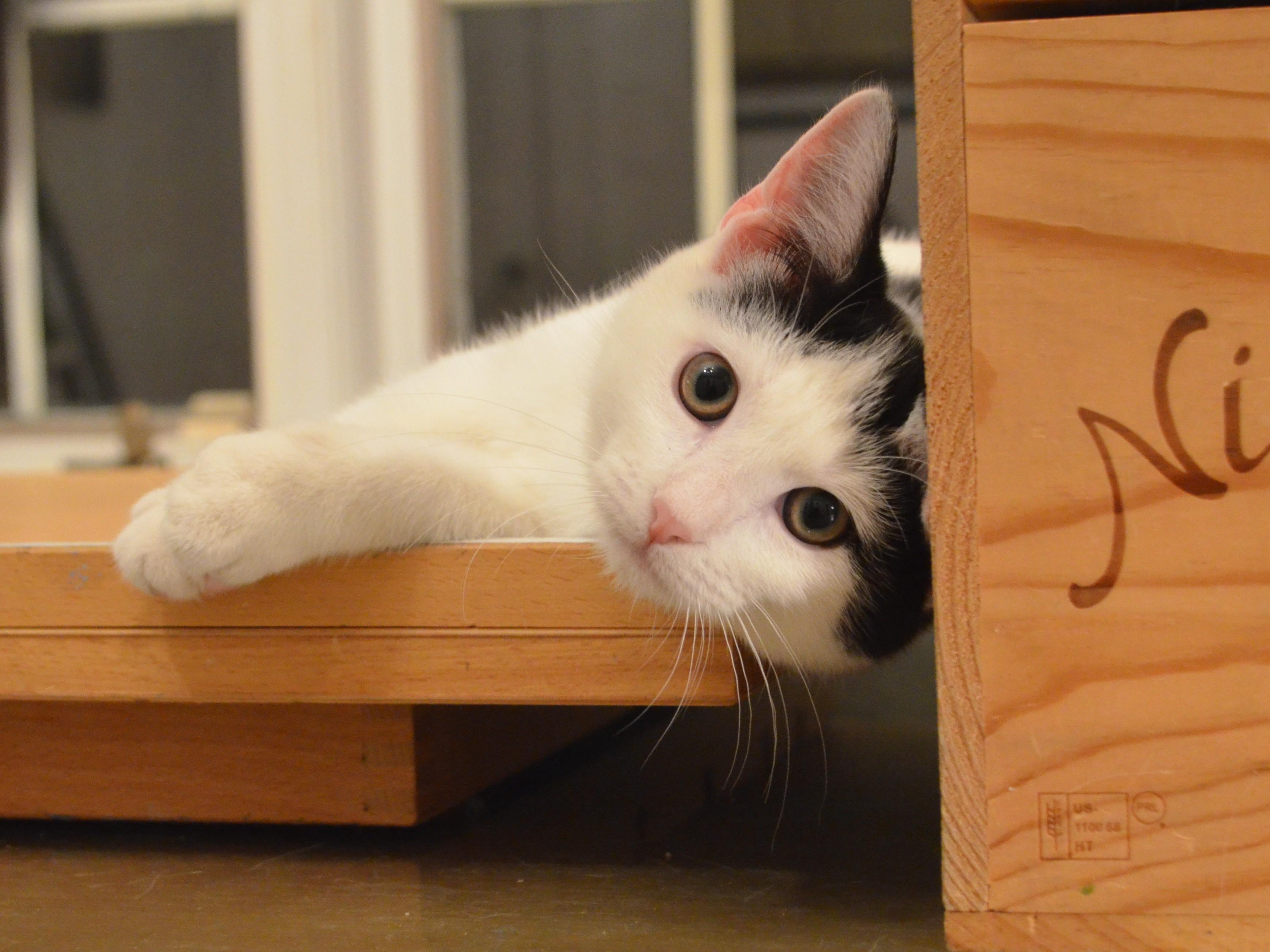 Angel, a Adoptable Domestic Short Hair in South Orange, NJ image 6/6