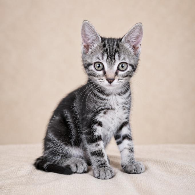 Katana, adoptable, Kitten Female Tabby.