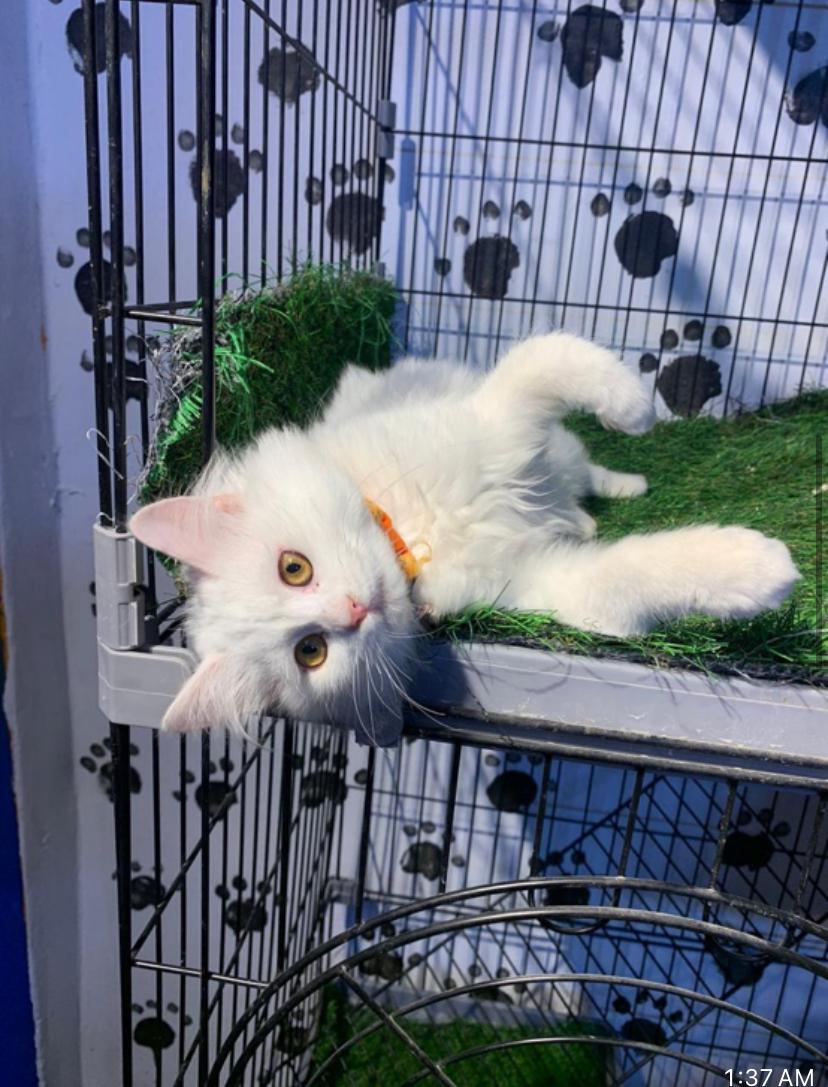Wendi, the Pearly White Beauty, Young Female Domestic Long Hair