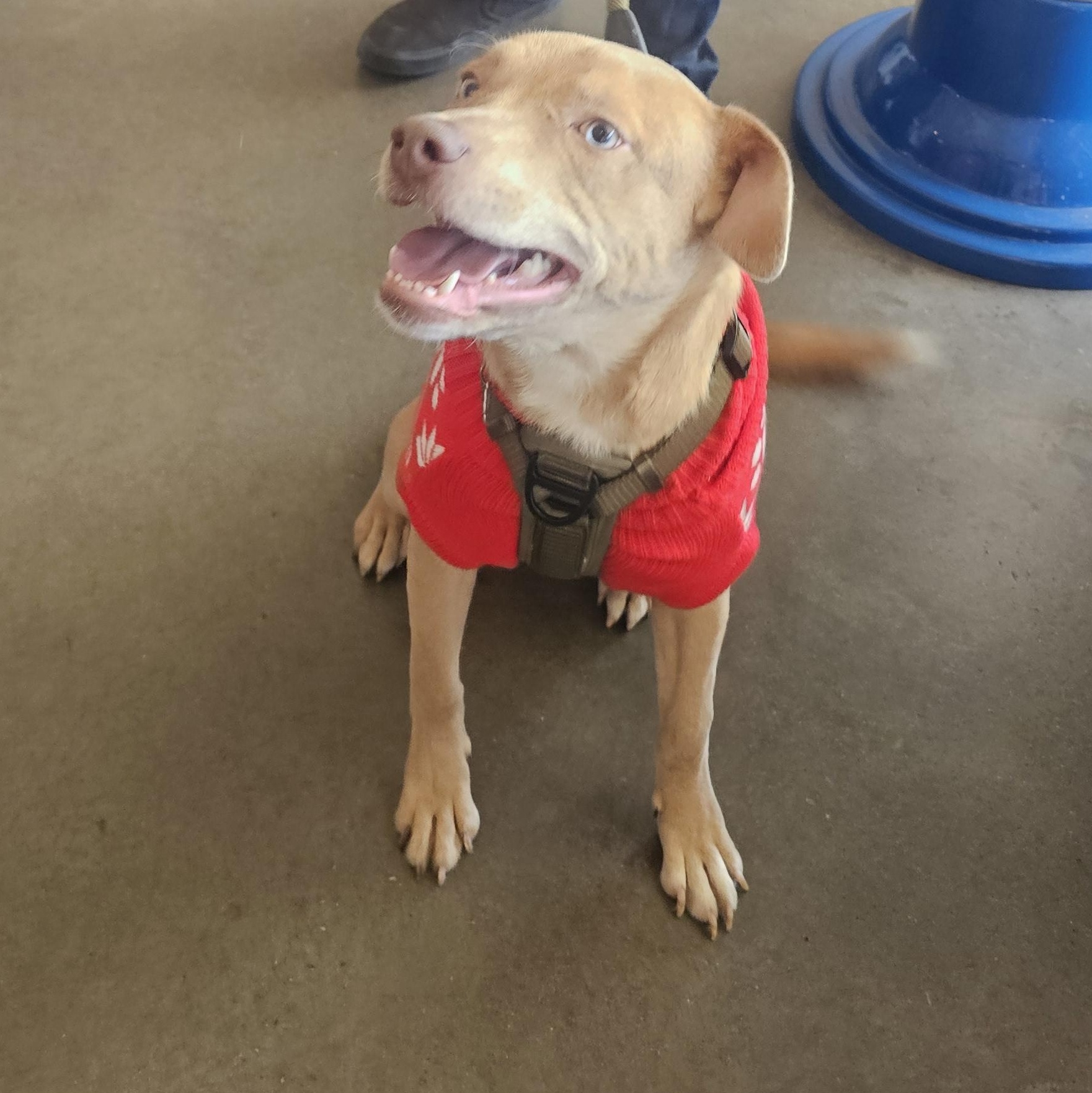 Enlarge Wyatt, a Adoptable Yellow Labrador Retriever in Charlotte, NC image 4/6