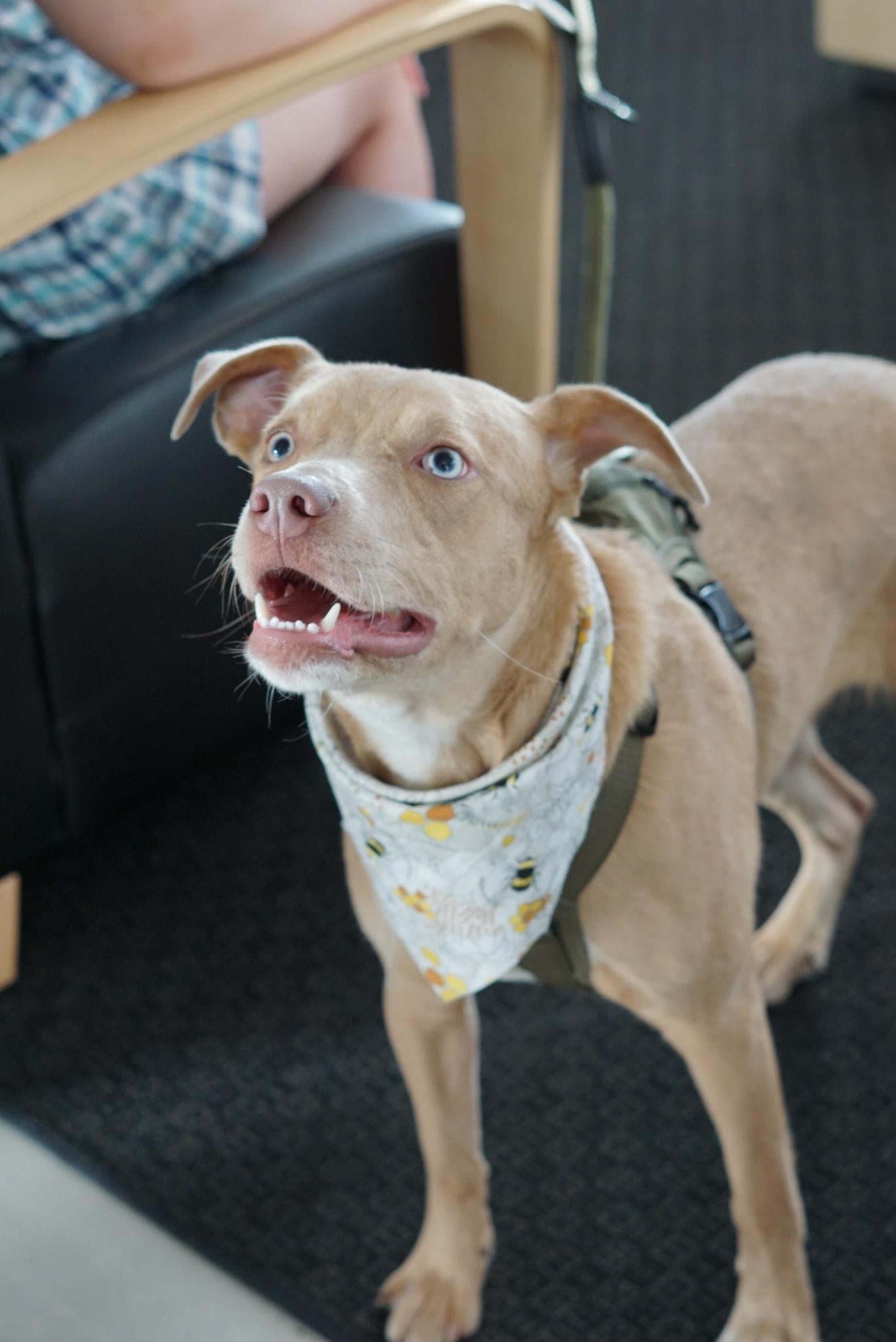 Enlarge Wyatt, a Adoptable Yellow Labrador Retriever in Charlotte, NC image 6/6