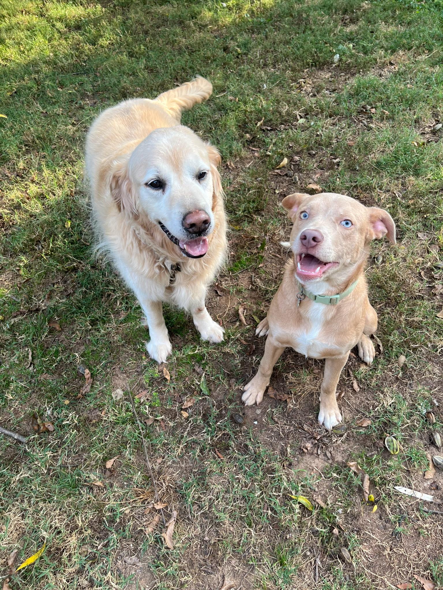 Enlarge Wyatt, a Adoptable Yellow Labrador Retriever in Charlotte, NC image 3/6