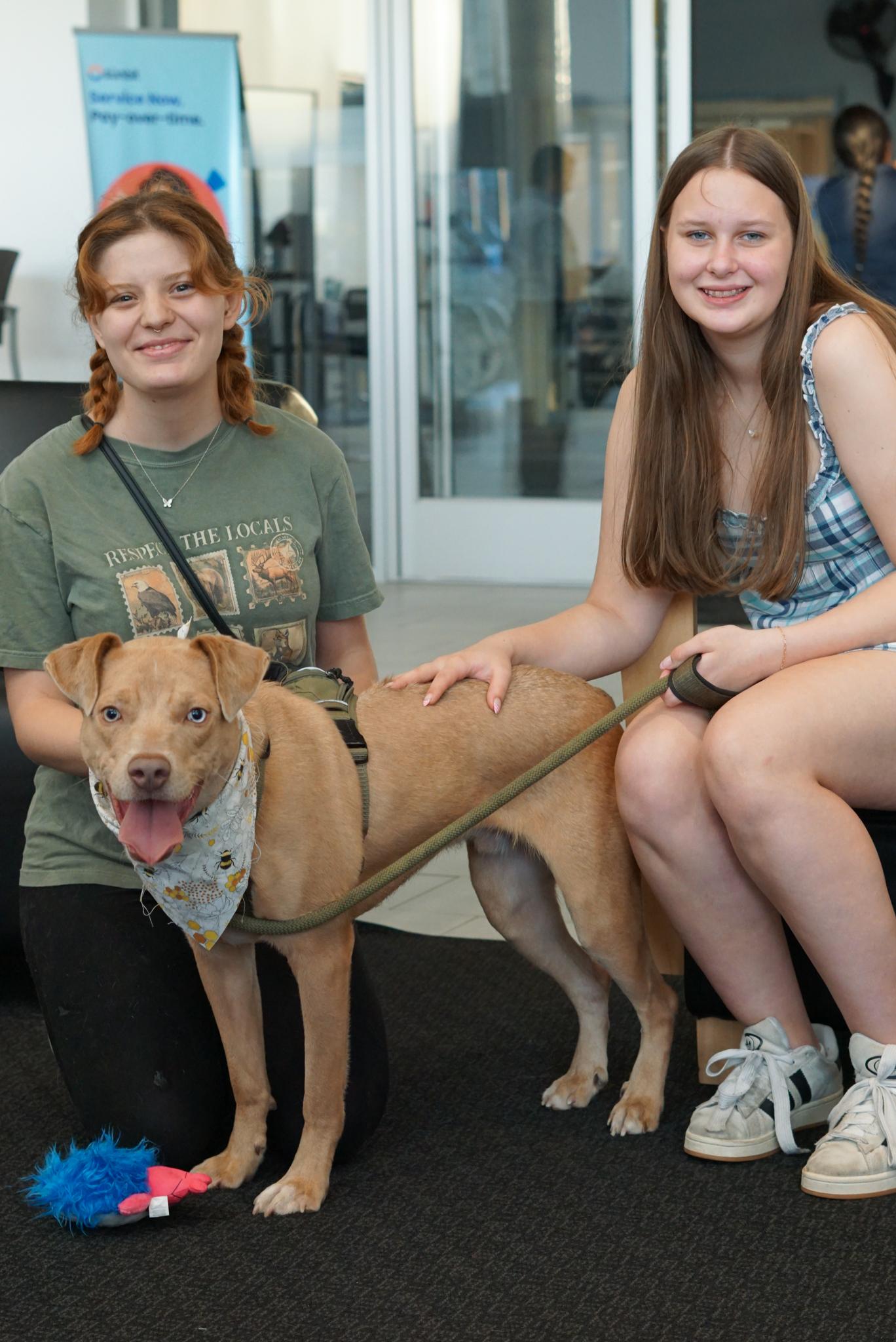 Enlarge Wyatt, a Adoptable Yellow Labrador Retriever in Charlotte, NC image 5/6
