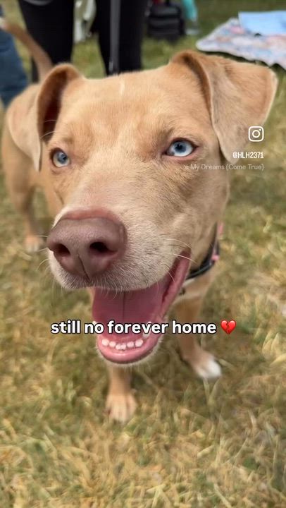 Enlarge Wyatt, a Adoptable Yellow Labrador Retriever in Charlotte, NC video 6/6