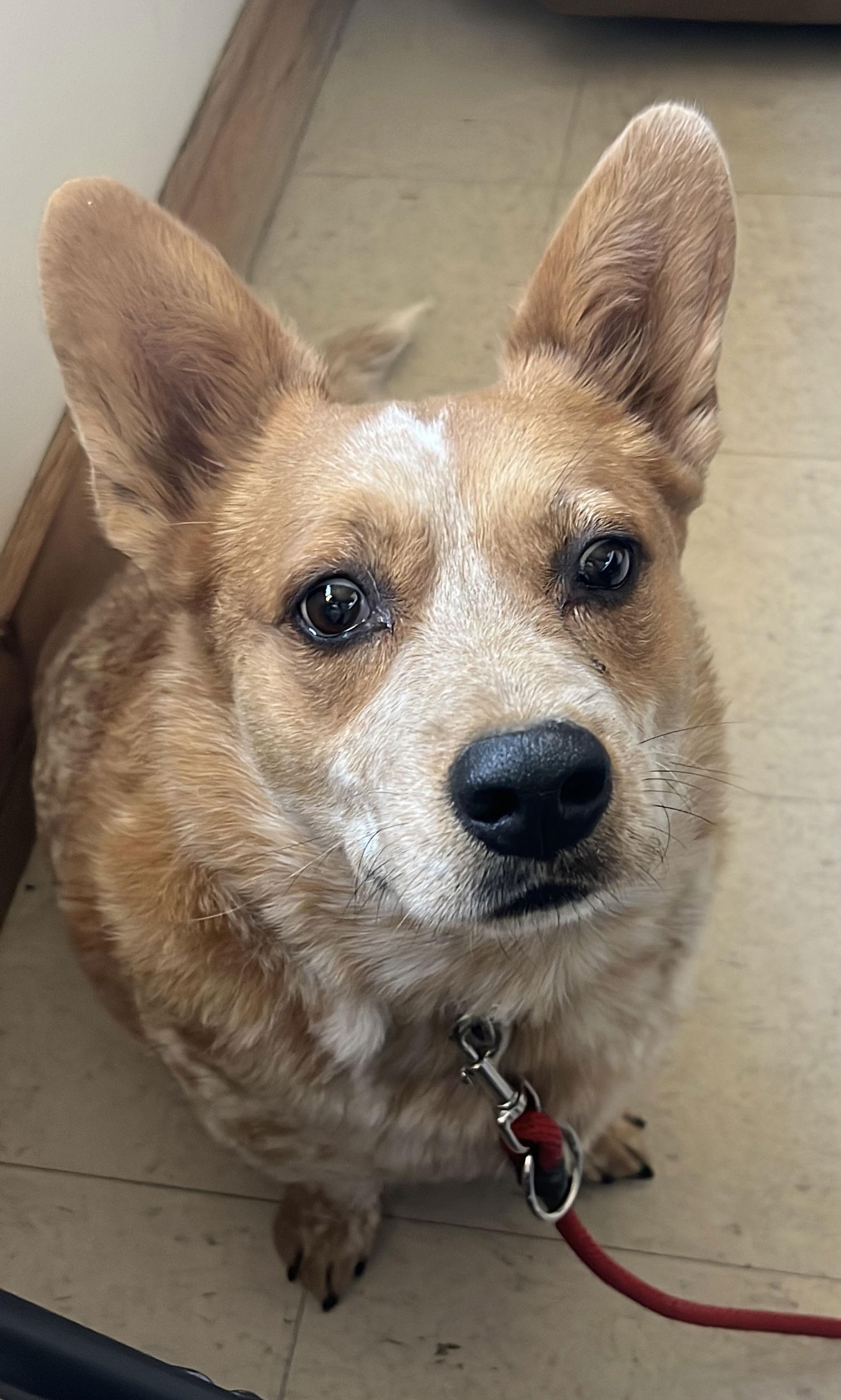 Arlo, a Adoptable Corgi in Webster, WI image 1/3
