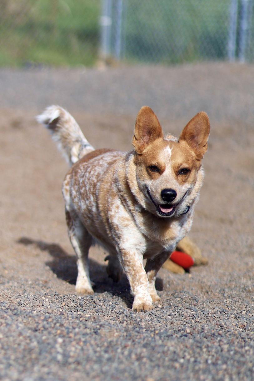 Arlo, a Adoptable Corgi in Webster, WI image 2/3
