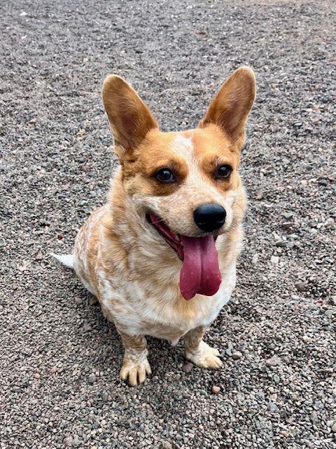 Arlo, a Adoptable Corgi in Webster, WI image 3/3