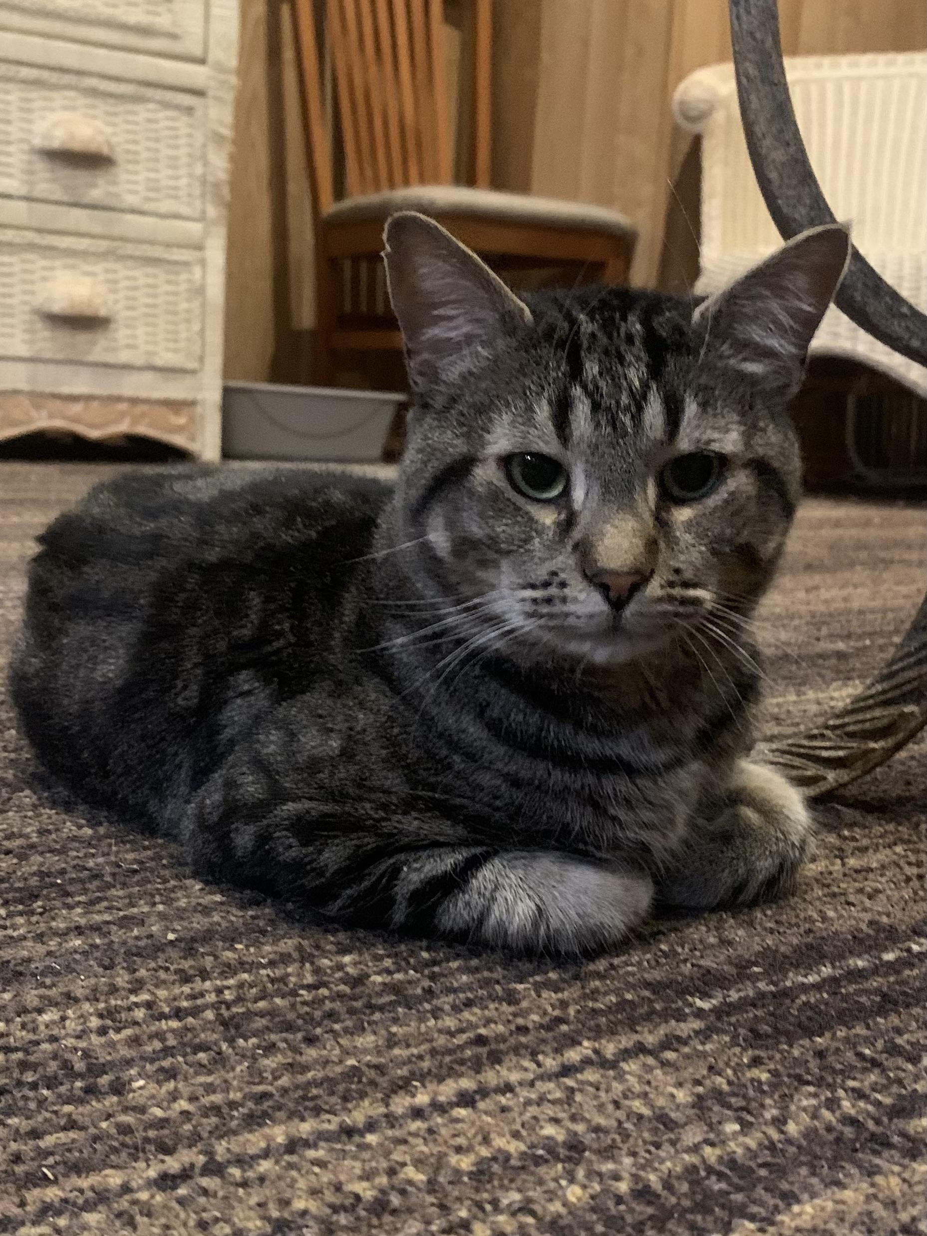 Enlarge Harry, a Adoptable mixed breed in Port Jefferson Station, NY image 1/1