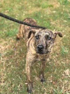 Enlarge Mattison, a Adoptable Hound in Shillington, PA image 2/3