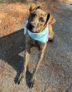 Enlarge Mattison, a Adoptable Hound in Shillington, PA image 3/3