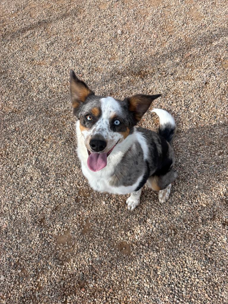 Moxie, Adoptable, Young Female Australian Cattle Dog / Blue Heeler & Australian Shepherd.