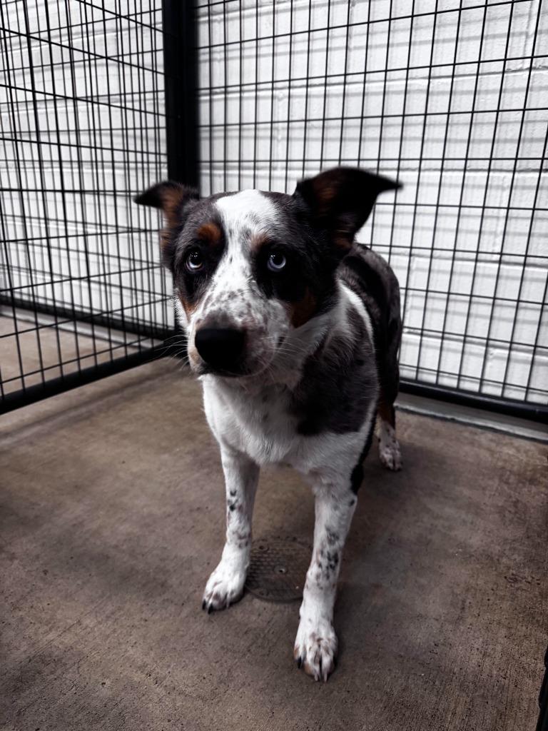 Enlarge Moxie, a Adoptable mixed breed in Gillette, WY image 2/2