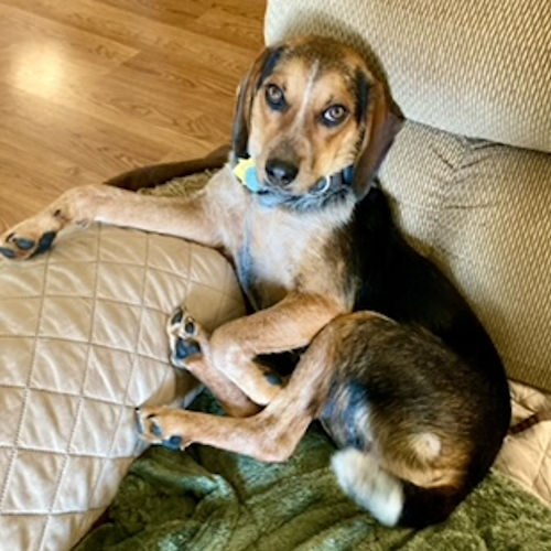 Enlarge Frito, a Adopted Beagle in Wadsworth, IL image 2/2
