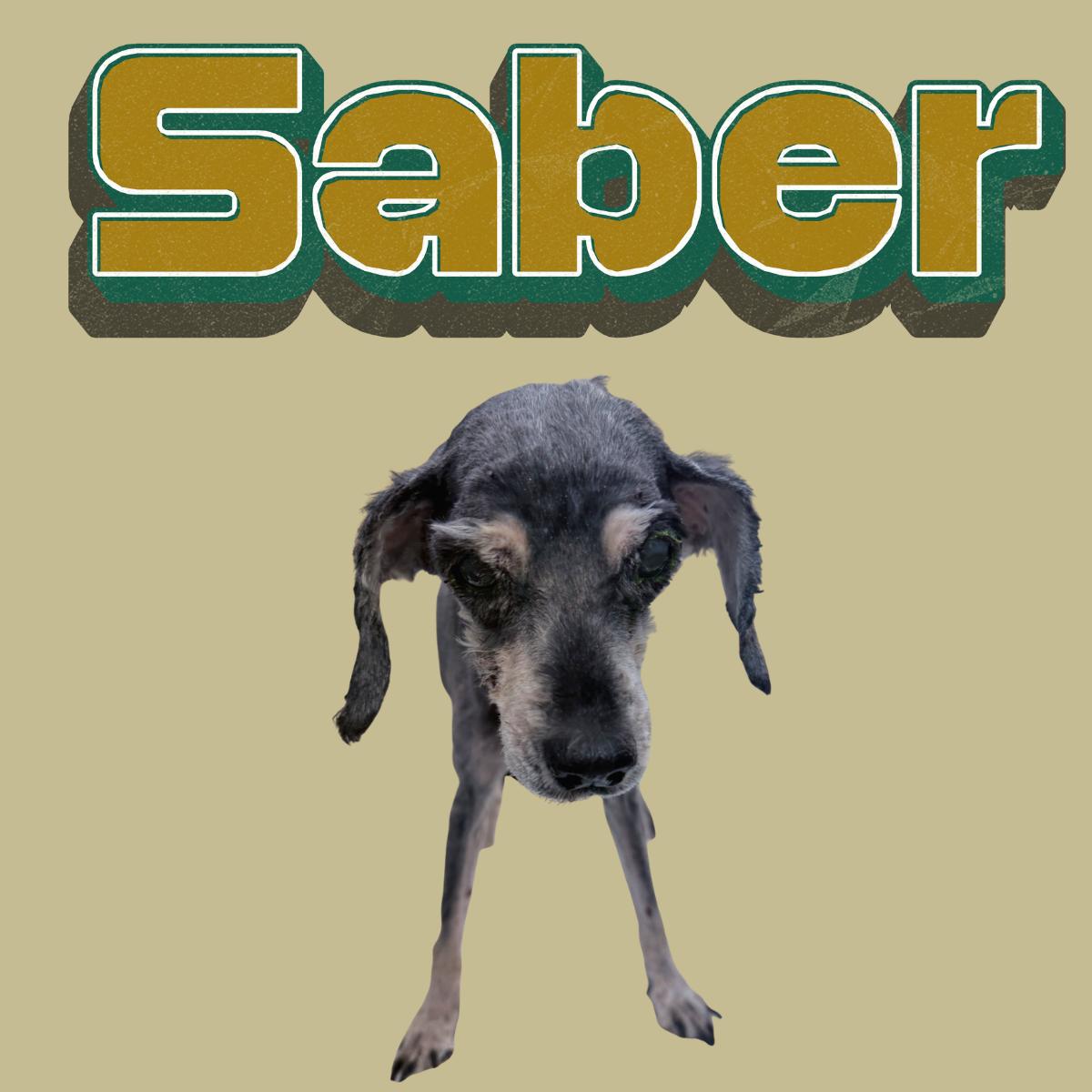 Saber, ADOPTABLE, Senior Male Schnauzer.