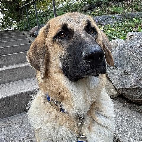 Otto, Adoptable, Young Male Anatolian Shepherd.