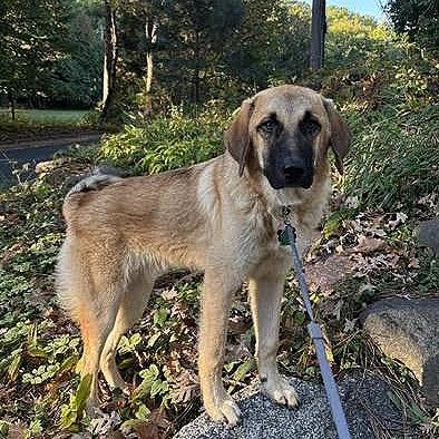 Enlarge Otto, a Adoptable Anatolian Shepherd in Crystal, MN image 2/6