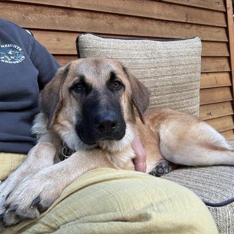 Enlarge Otto, a Adoptable Anatolian Shepherd in Crystal, MN image 3/6