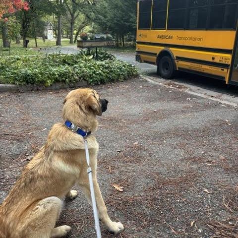 Enlarge Otto, a Adoptable Anatolian Shepherd in Crystal, MN image 4/6