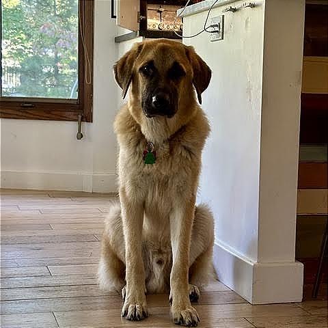 Enlarge Otto, a Adoptable Anatolian Shepherd in Crystal, MN image 5/6