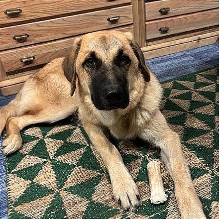 Enlarge Otto, a Adoptable Anatolian Shepherd in Crystal, MN image 6/6