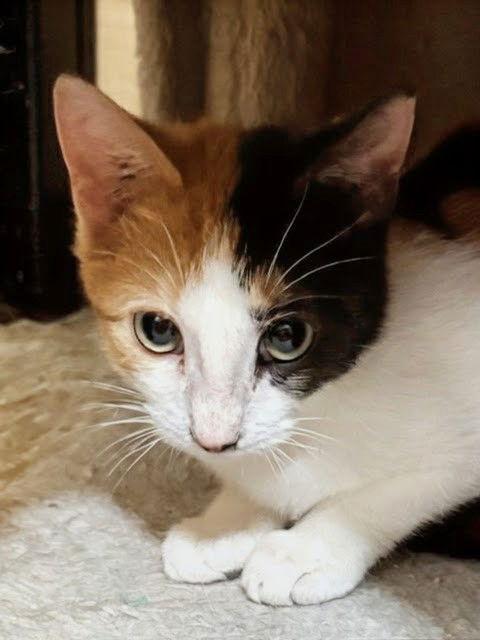 Enlarge Libby 10.10.25, a Adoptable Domestic Short Hair in Apopka, FL image 1/2