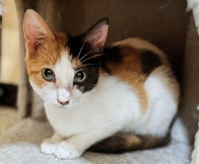 Enlarge Libby 10.10.25, a Adoptable Domestic Short Hair in Apopka, FL image 2/2