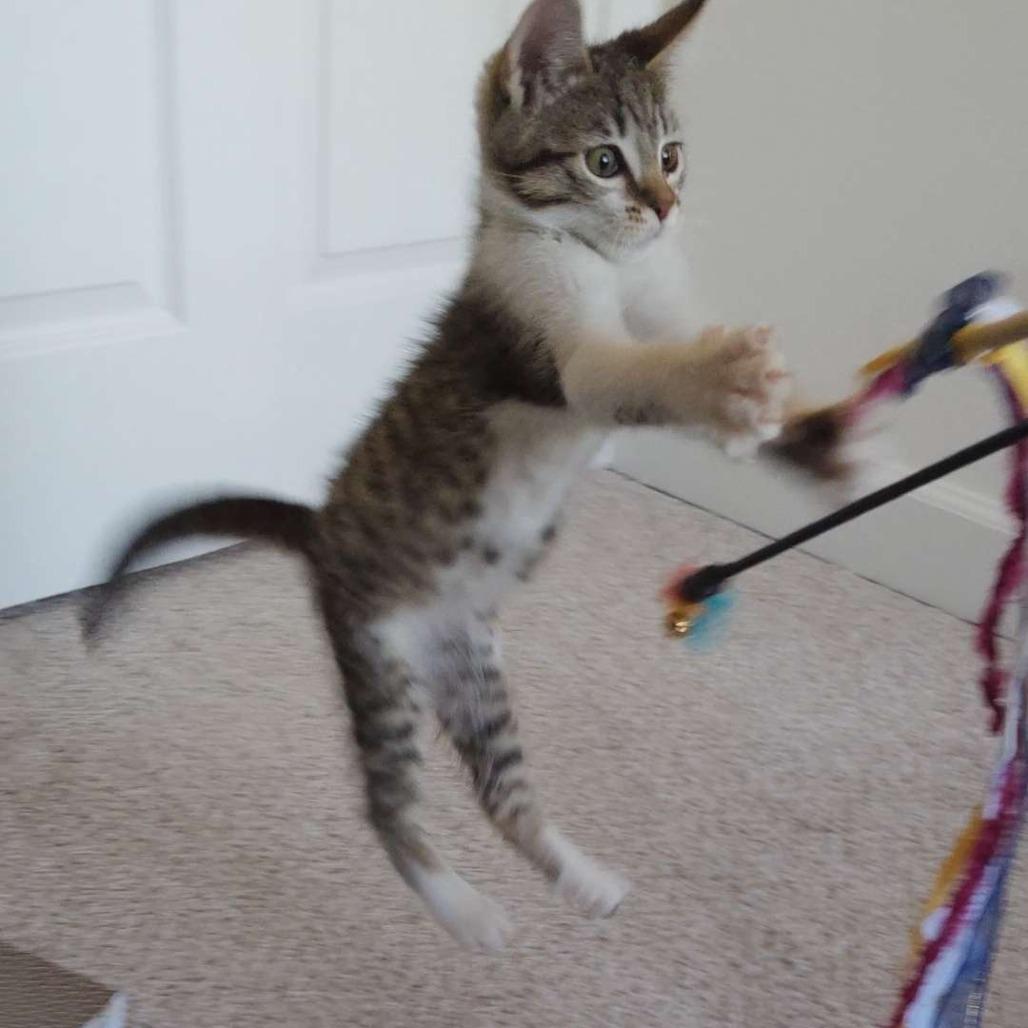 Enlarge Twig, a Adoptable Domestic Short Hair in Santa Rosa, CA image 2/3