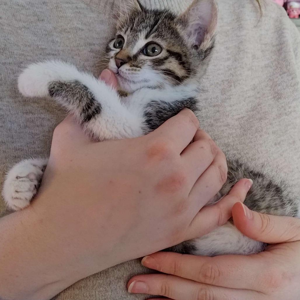 Enlarge Twig, a Adoptable Domestic Short Hair in Santa Rosa, CA image 3/3