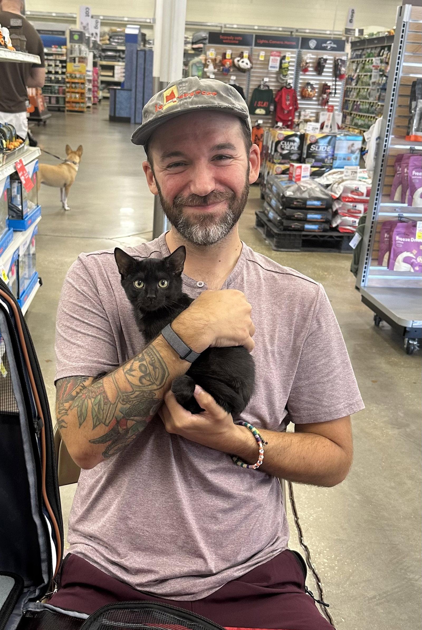 Ozzy, Adopted, Young Male Domestic Short Hair.