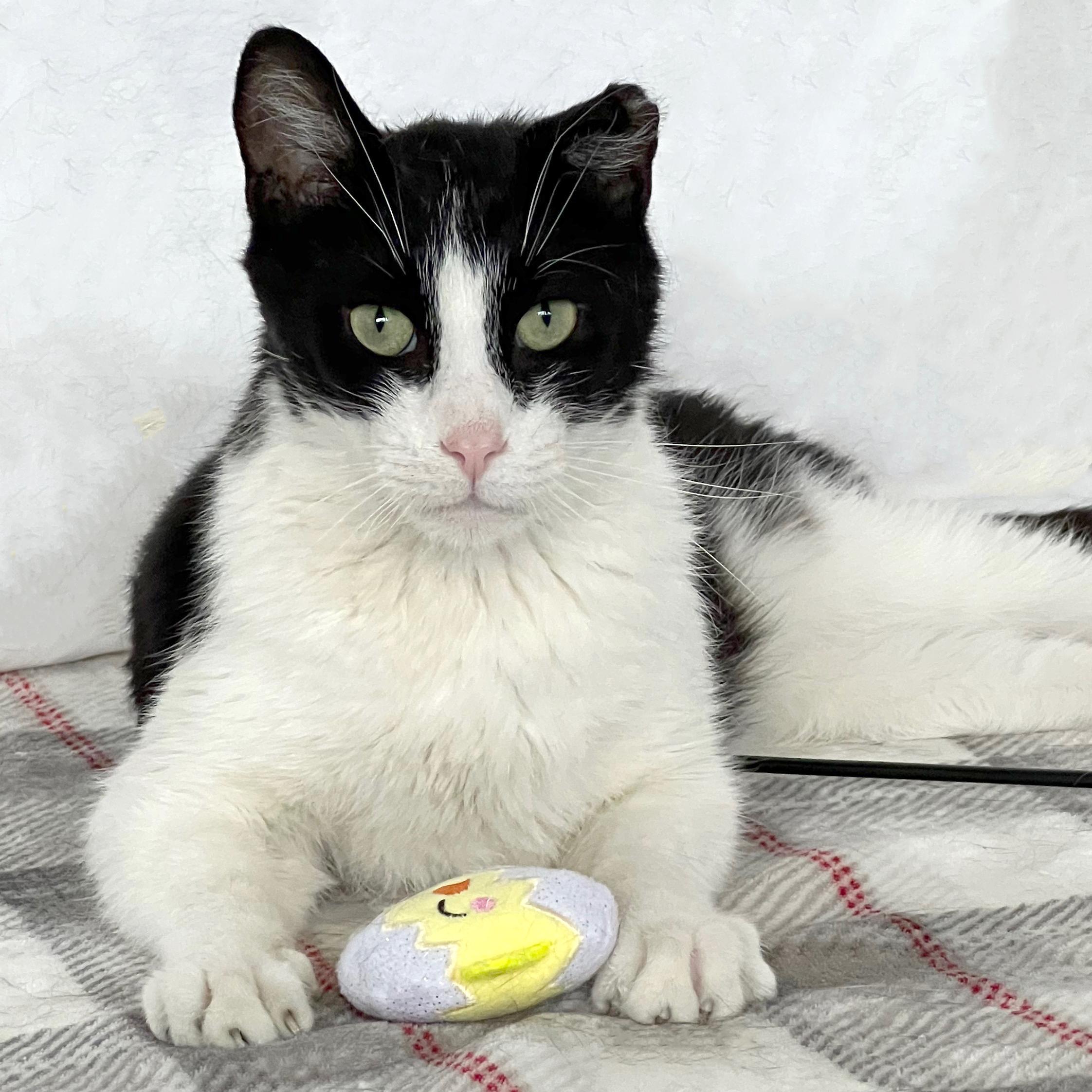 Enlarge Henry Huggins, a Adoptable Domestic Short Hair in St. Louis, MO image 1/1