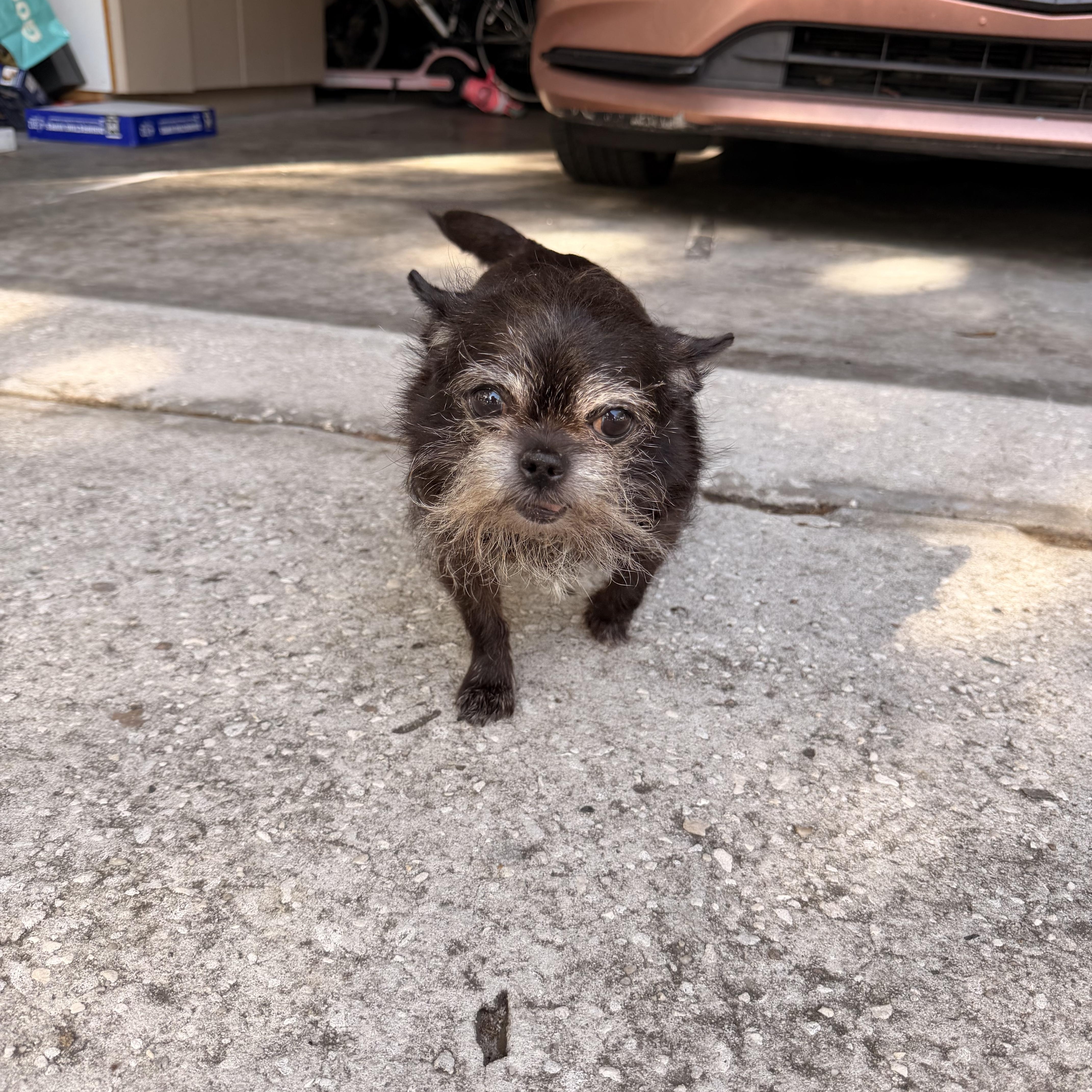 Enlarge Princess, an adopted Chihuahua in Tampa, FL image 1/3