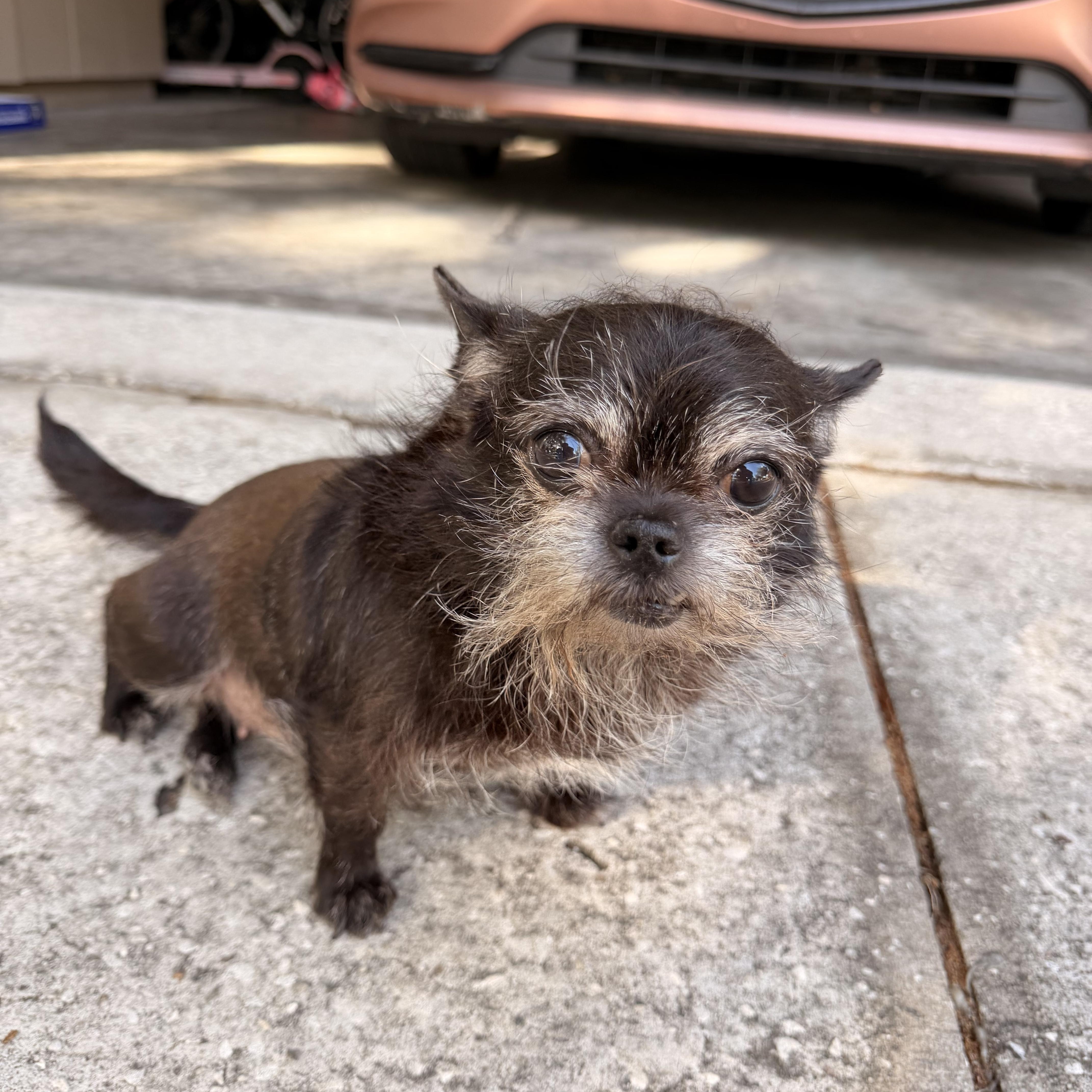 Enlarge Princess, an adopted Chihuahua in Tampa, FL image 2/3