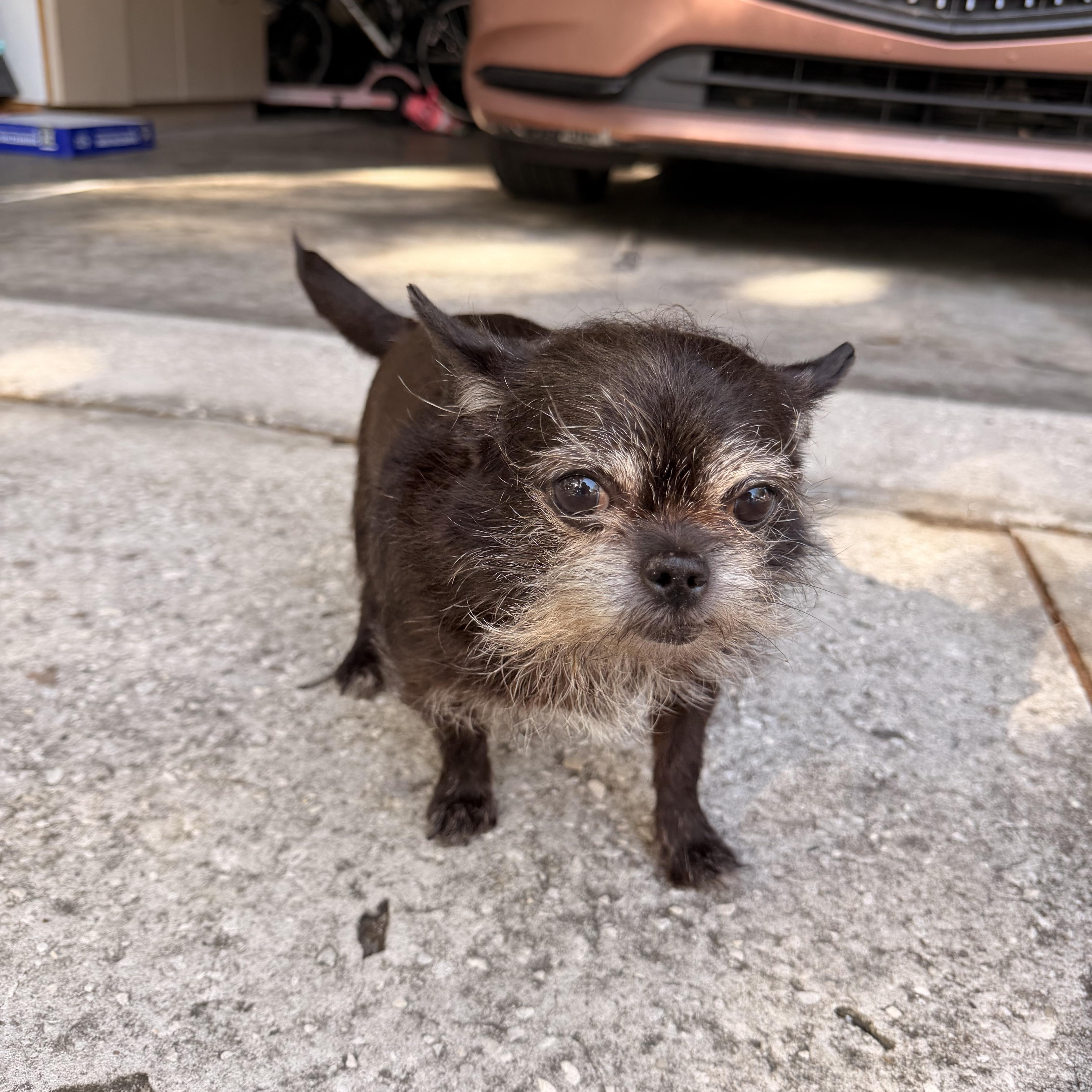 Enlarge Princess, an adopted Chihuahua in Tampa, FL image 3/3