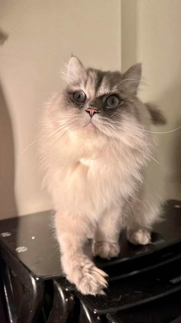 Mint, the Gentlest Boy