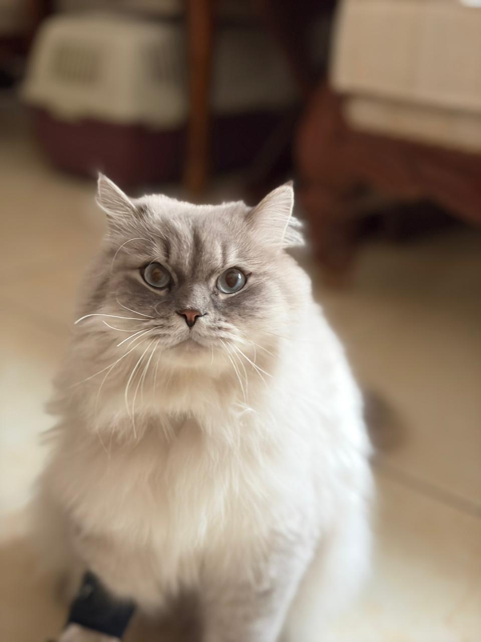 Enlarge Mint, the Gentlest Boy, a Adoptable mixed breed in Somerset, NJ image 1/6