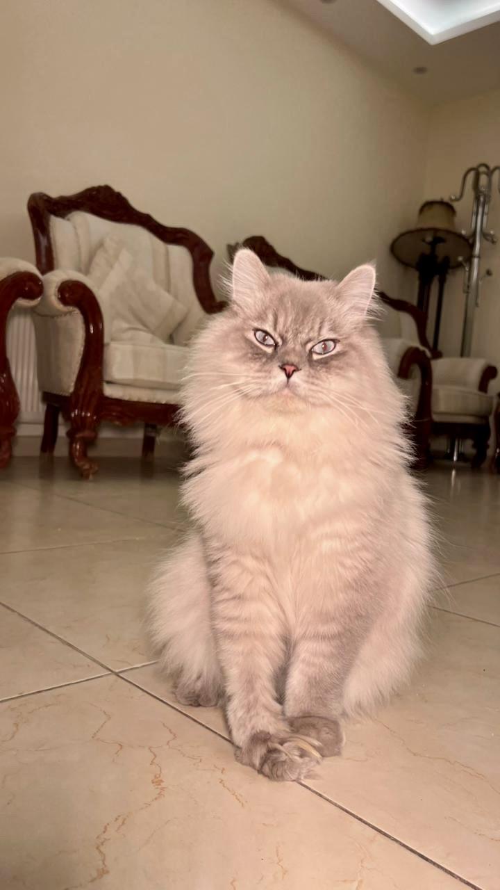 Enlarge Mint, the Gentlest Boy, a Adoptable mixed breed in Somerset, NJ image 4/6