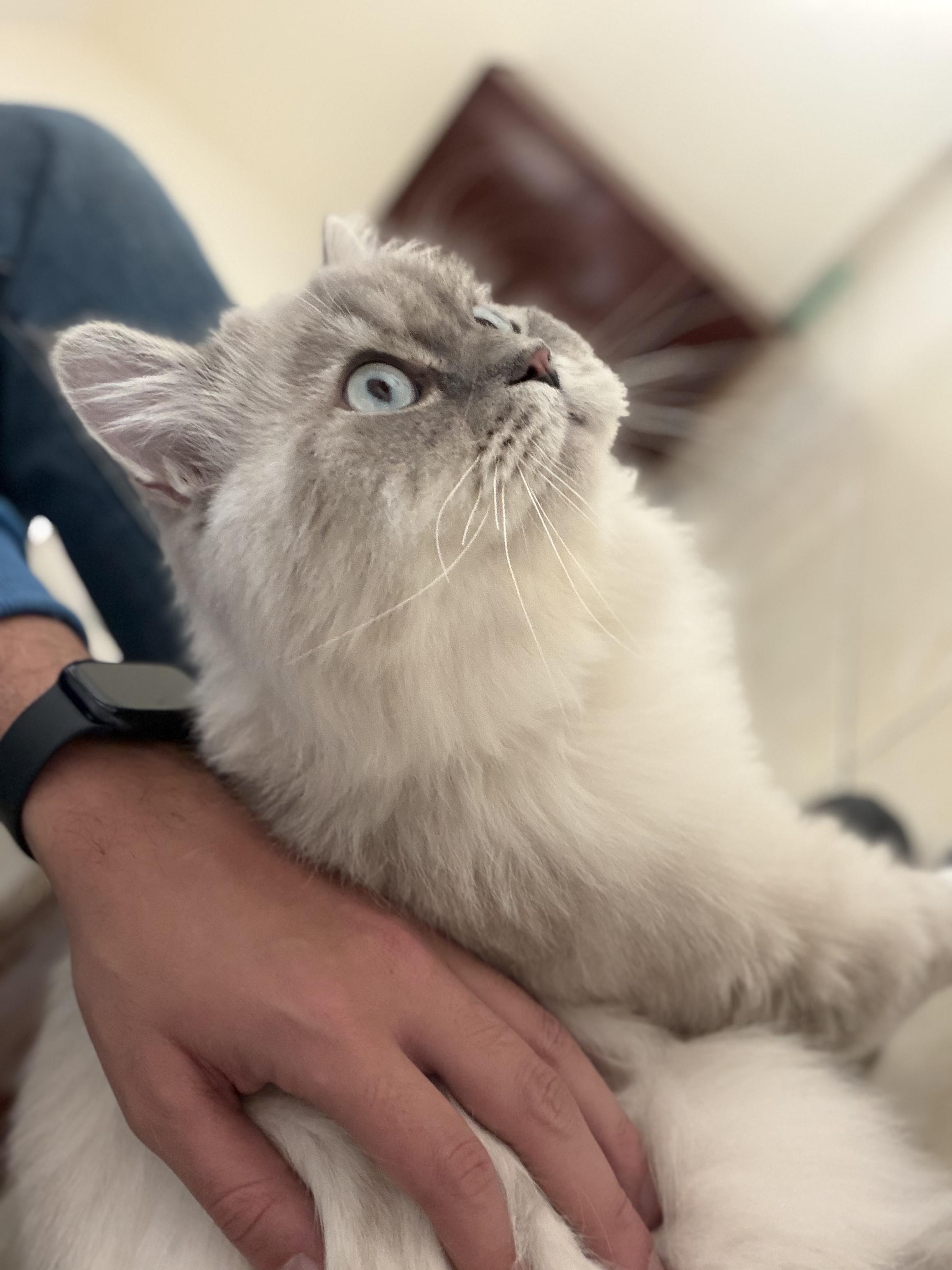 Mint, the Gentlest Boy — thumbnail 4