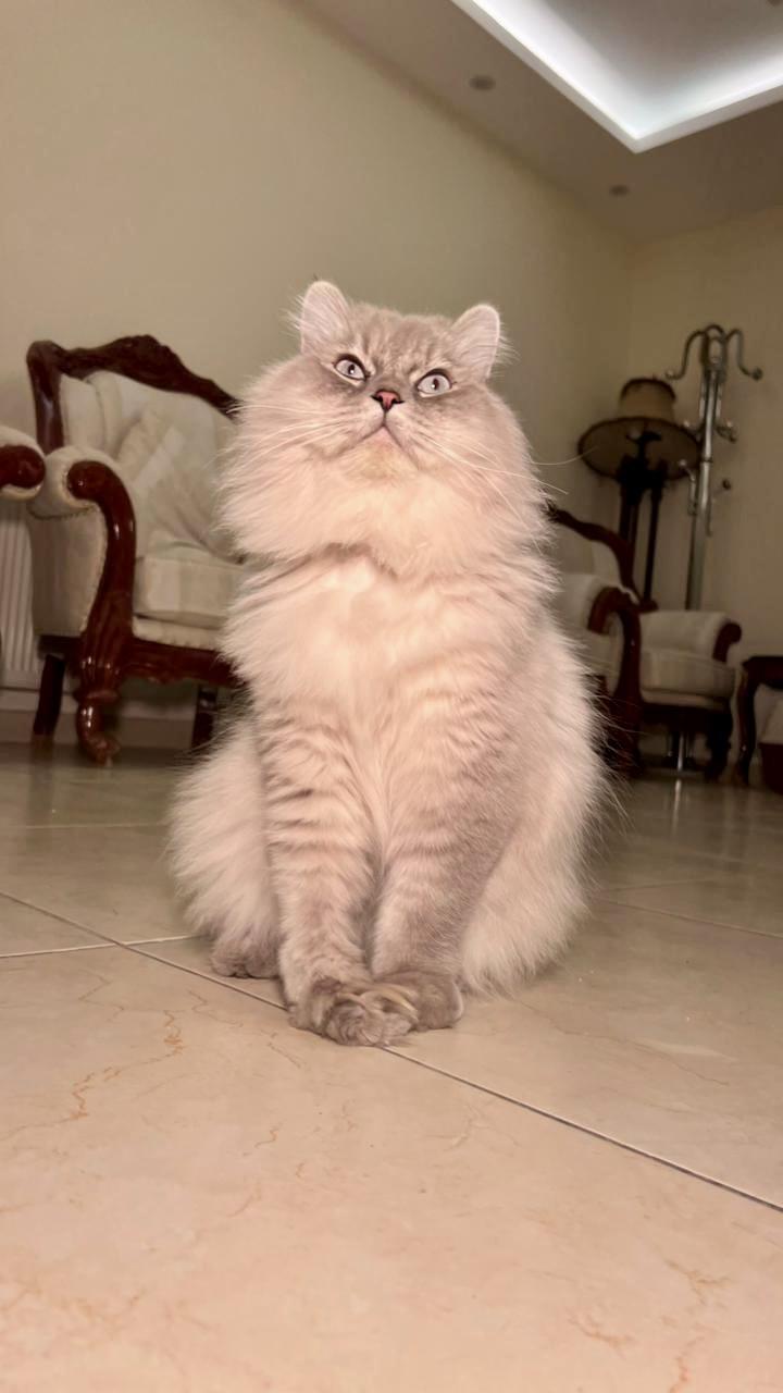 Enlarge Mint, the Gentlest Boy, a Adoptable mixed breed in Somerset, NJ image 6/6