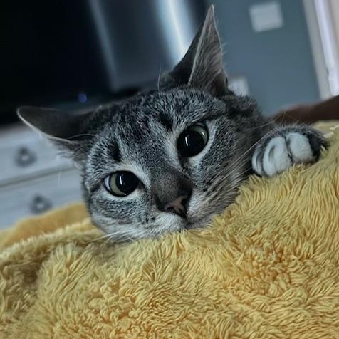 SLOAN (aka OSSY), an adopted Tabby in Flint, TX image 1/6